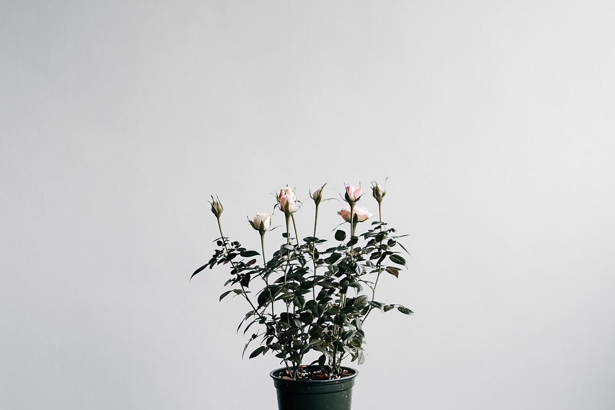 Een kleine plant in een pot tegen een lichte, lege muur
